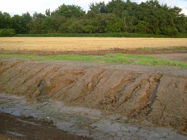 2005_0810_195548.JPG - Die südl. Böschung wurde vom Regen ausgespült. -  Süd-Nord-Gefälle - Höhendifferenz 14 m - Blickrichtung: Osten