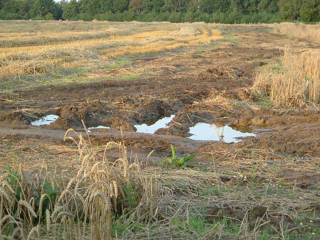 2004_0815_195545.JPG - Verdichtung der Ackerfläche südl. des Altbestandes durch Befahren - Blickrichtung: Osten