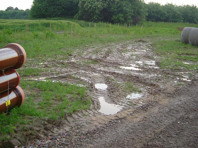 2005_0531_183449.JPG - Südl. des Altbestandes Richtung Süd/West während des Kanalbaus