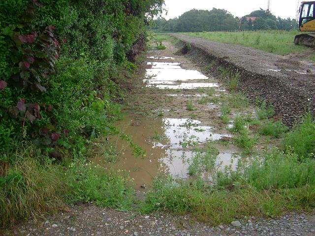 2005_0606_100555.JPG - Südl. des Altbestandes Richtung Osten