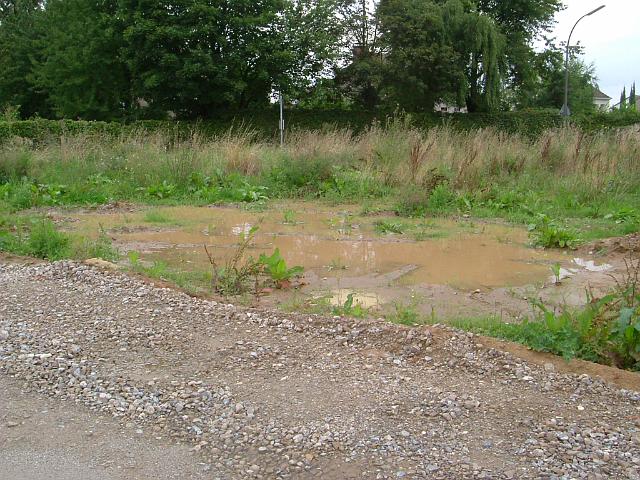 2005_0814_162422.JPG - Südl. des Altbestandes zwichen Rhönweg und Ewald-Görshop-Straße Richtung Westen