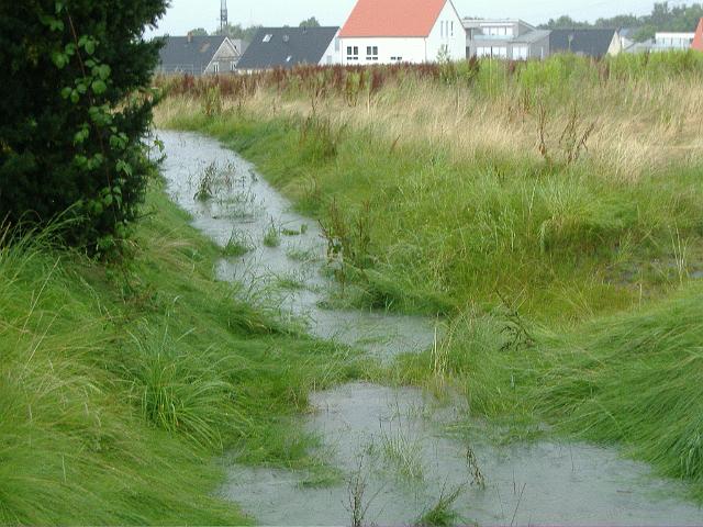 2008_0726_165741.JPG - Süd-Nord-Mulde östl. des Altbestandes - Blickrichtung: Norden