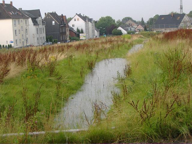 2008_0726_165946.JPG - Mulde nördl. des Altbestandes Richtung Bauträgerbereich - Blickrichtung: Norden