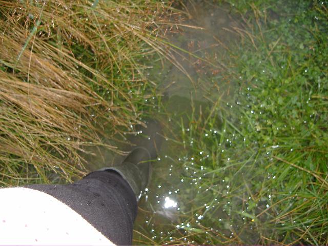 2008_0726_172515.JPG - Das Wasser auf den Flächen steht wadenhoch. Gummistiefel gehören zur Grundausrüstung!