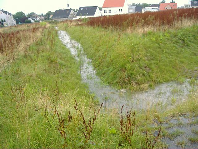 2008_0726_173357.JPG - Mulde nördl. des Altbestandes Richtung Bauträgerbereich - Blickrichtung: Norden - von rechts Zufluss der großen Mulde zwischen Altbestand und Bauträgerbereich